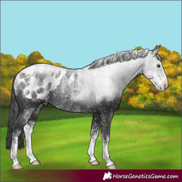 Horse Color:Powder White Black Sabino Appaloosa Rabicano 
