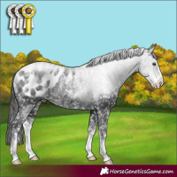 Horse Color:Powder White Black Sabino Blanket Rabicano 