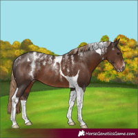 Horse Color:Powder White Liver Chestnut Tobiano Rabicano