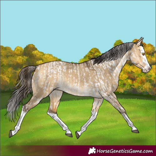 Horse Color:Buckskin Dun Sabino Splash Rabicano and Buckskin Dun Splash