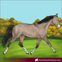 Horse Color:Brown Dun Sabino Rabicano