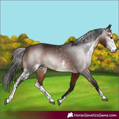 Horse Color:Gray Bay Sabino Rabicano 