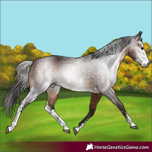 Horse Color:Gray Bay Sabino Rabicano