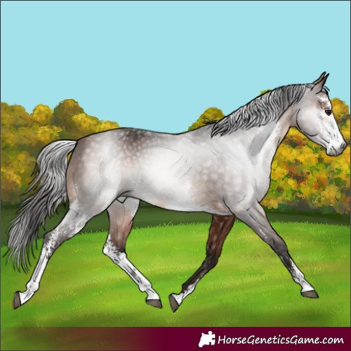Horse Color:Gray Bay Sabino Rabicano 
