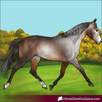 Horse Color:Gray Bay Sabino 