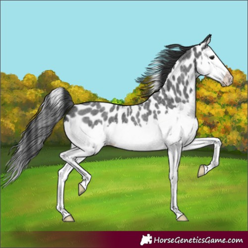 Horse Color:Blue Roan Splash Leopard 