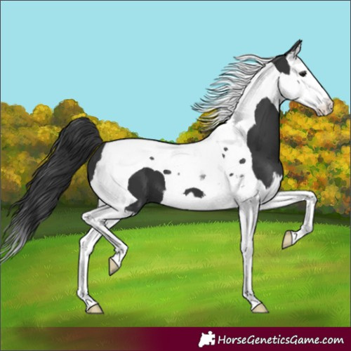 Horse Color:Black Splash Tobiano 