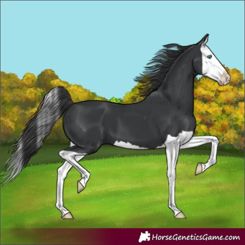 Horse Color:Black Splash 