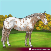 Horse Color:White Spotted Chocolate Palomino Sabino Appaloosa