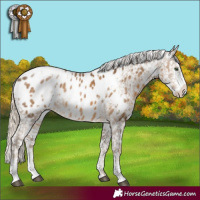Horse Color:White Spotted Chocolate Palomino Sabino Appaloosa