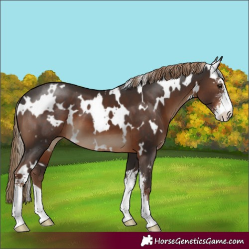 Horse Color:White Spotted Liver Chestnut Sabino 