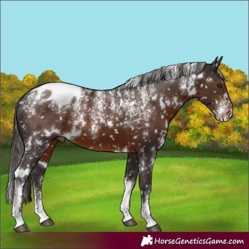 Horse Color:Powder White White Spotted Liver Chestnut Appaloosa 
