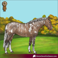 Horse Color:Powder White White Spotted Silver Brown Dun 
