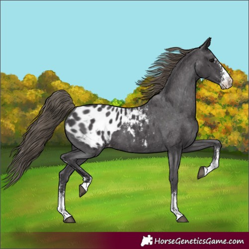 Horse Color:Smoky Black Sabino Blanket 