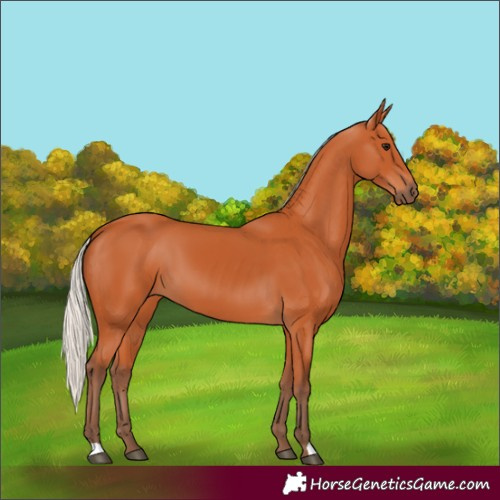 Horse Color:Silver Bay 