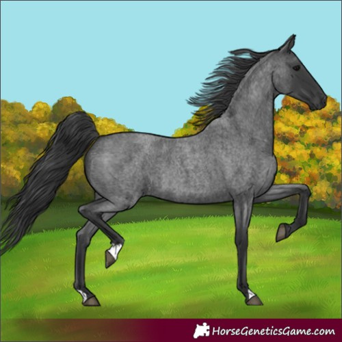 Horse Color:Blue Roan 