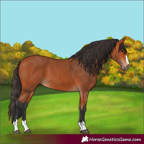 Horse Color:Bay 
