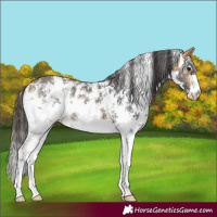 Horse Color:Buckskin Sabino 