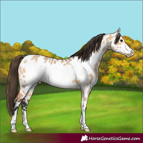 Horse Color:Bay Dun Frame Appaloosa Rabicano