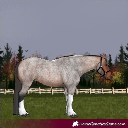Horse Color:Bay Roan Tobiano 