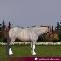Horse Color:Bay Roan Tobiano 