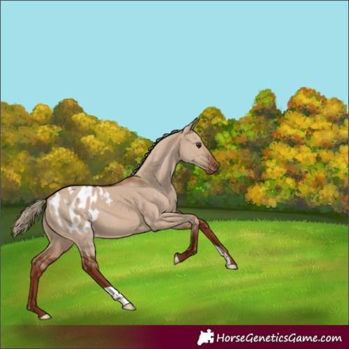Horse Color:Red Dun Appaloosa 