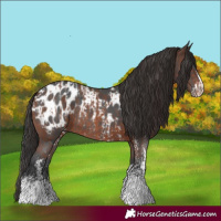 Horse Color:Brown Sabino Appaloosa Rabicano  and Brown Sabino Appaloosa Rabicano 