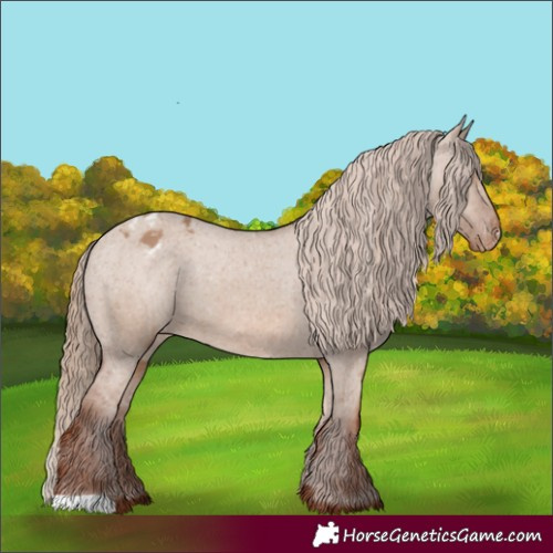 Horse Color:Red Dun Appaloosa 