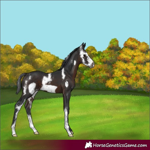 Horse Color:Brown Sabino Frame 
