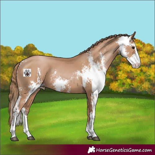 Horse Color:Black Pearl Sabino 