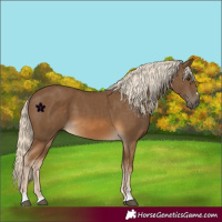 Horse Color:Chocolate Palomino 