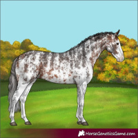 Horse Color:Brown Sabino Splash Appaloosa  and Bay Sabino Splash Appaloosa 