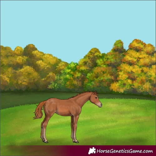 Horse Color:Chestnut 