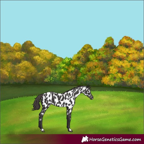 Horse Color:Smoky Black Appaloosa