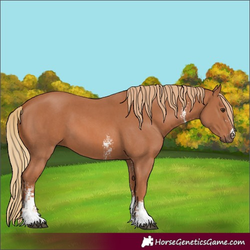 Horse Color:Chestnut Sabino 