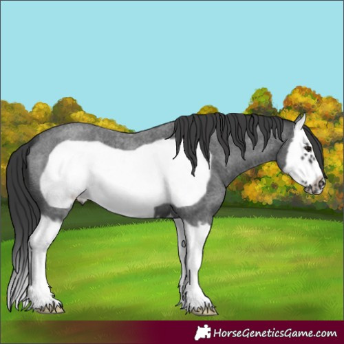 Horse Color:Blue Roan Splash Frame