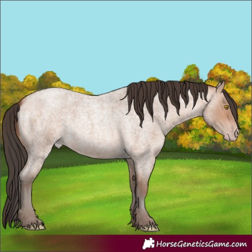 Horse Color:Amber Champagne Roan 