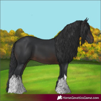 Horse Color:White Spotted Brown 