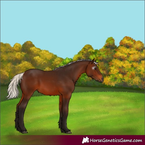 Horse Color:Gray Silver Bay Rabicano 