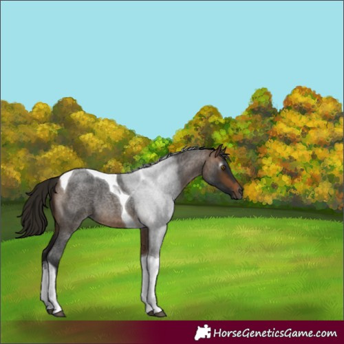 Horse Color:Gray Buckskin Roan Tobiano