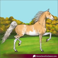 Horse Color:White Spotted Palomino Frame