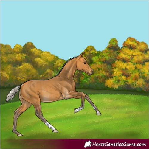 Horse Color:Silver Buckskin Rabicano 