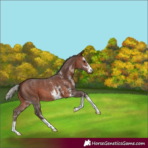 Horse Color:Silver Bay Sabino 