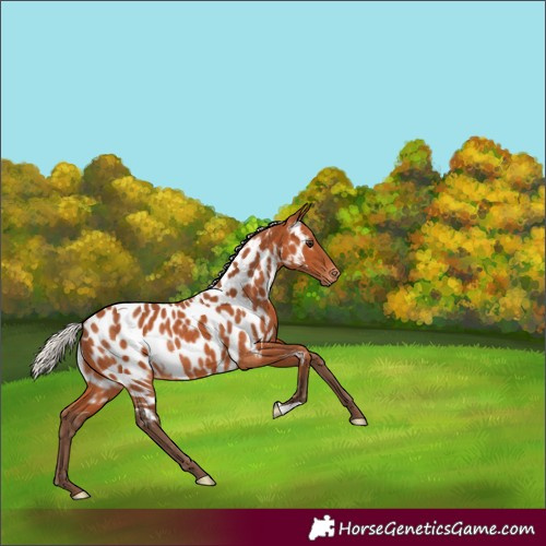 Horse Color:Silver Bay Near Leopard Rabicano