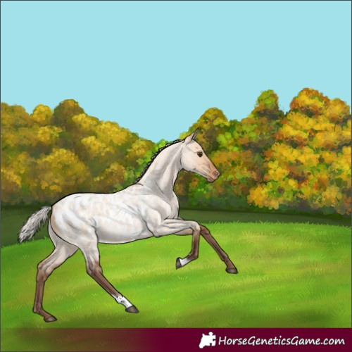 Horse Color:Silver Bay Roan Dun Blanket
