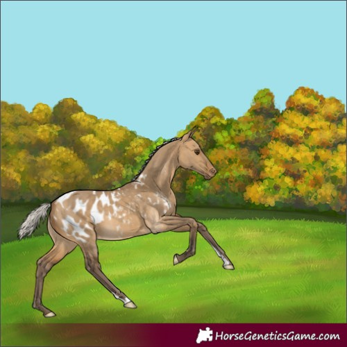 Horse Color:Silver Buckskin Dun Blanket 