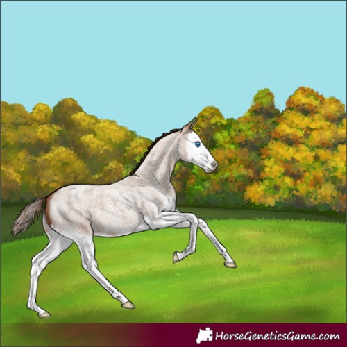Horse Color:Red Dun Roan Splash 