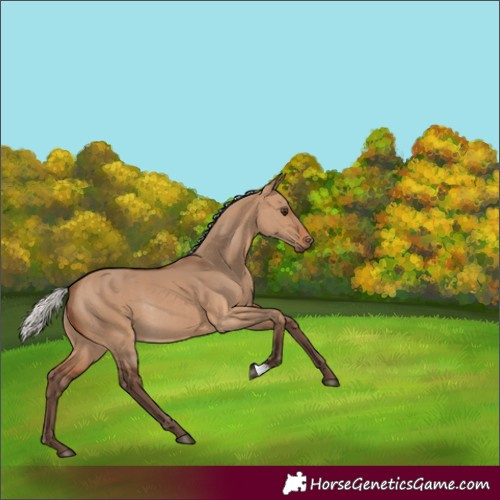 Horse Color:Silver Brown Dun Rabicano