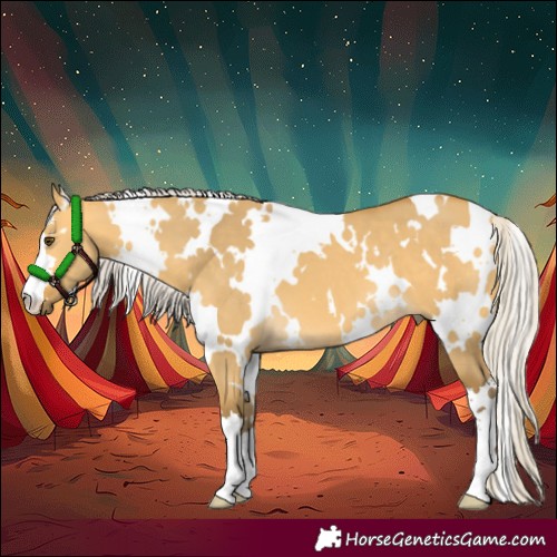 Horse Color:White Spotted Silver Buckskin Dun 