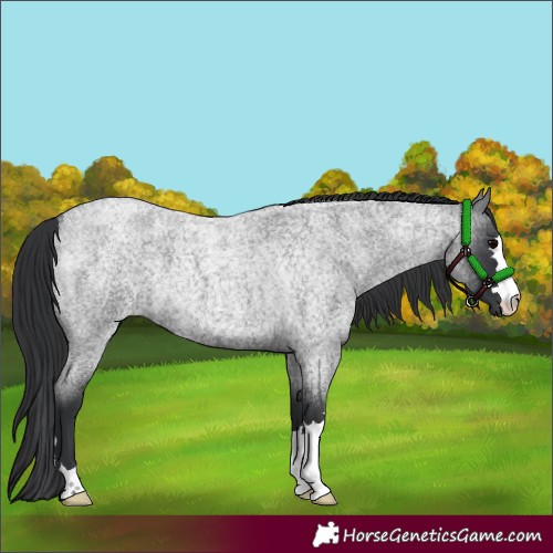 Horse Color:Blue Roan 